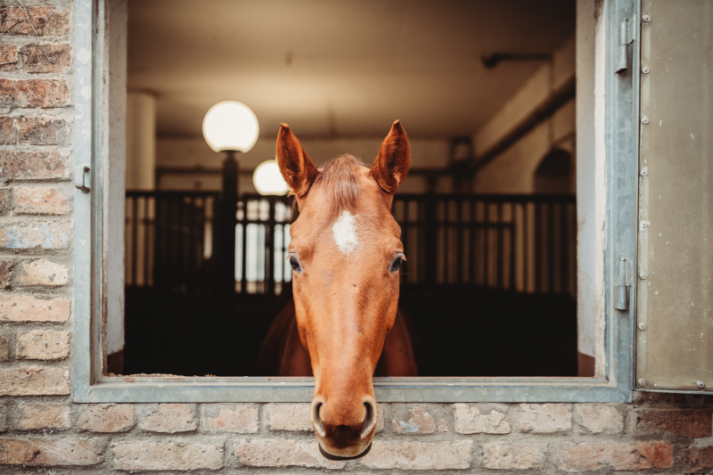 Avocat pour prendre des précautions juridiques lors de l’essai d’un cheval pour une vente en Normandie