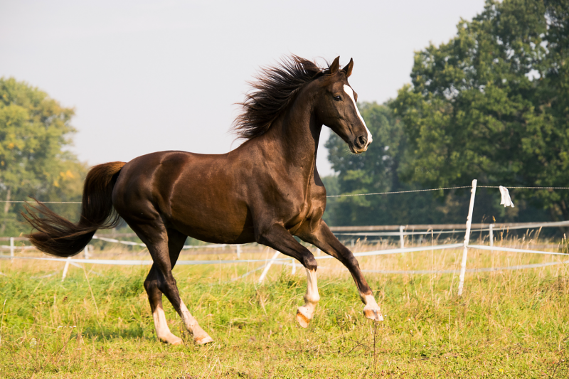 Demander l’annulation de la vente d’un cheval avec l’aide d’un avocat en Normandie