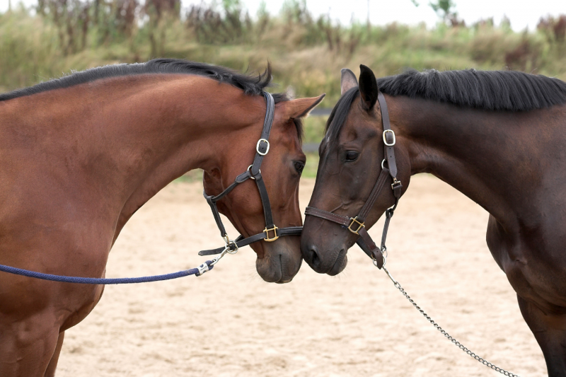 Avocat pour connaître les obligations de l’acheteur lors de la vente d’un cheval à Deauville