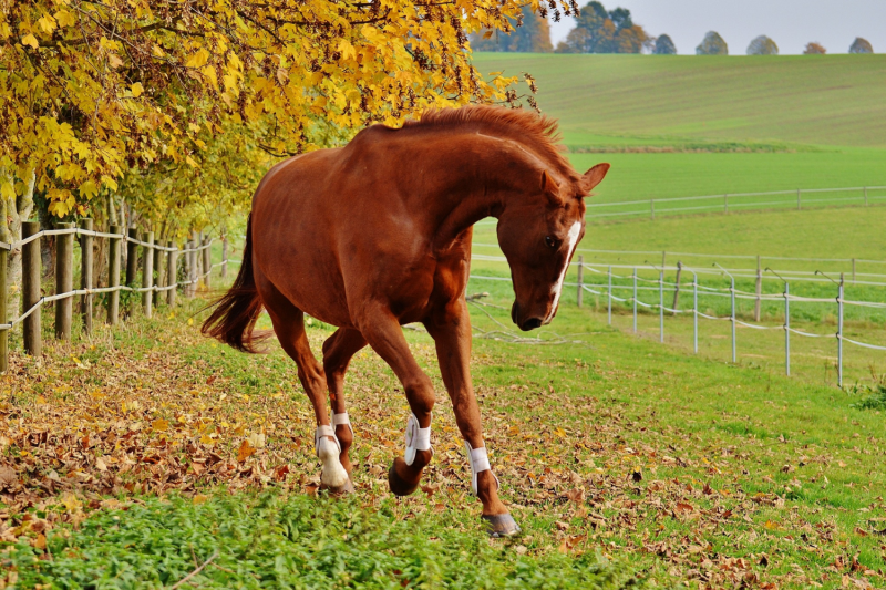 Avocat pour la rédaction d’un contrat écrit pour la vente d’un cheval de course en France