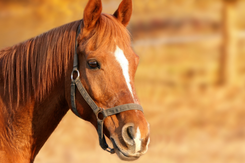 Avocat pour en savoir plus sur les obligations du vendeur pendant la vente d’un cheval en Normandie