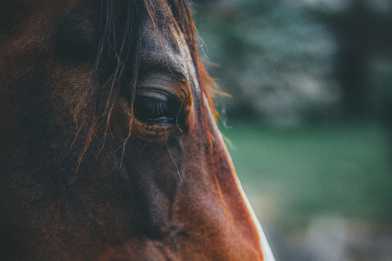 Avocat pour la rédaction d’un contrat de mise en pension d’un cheval à Deauville