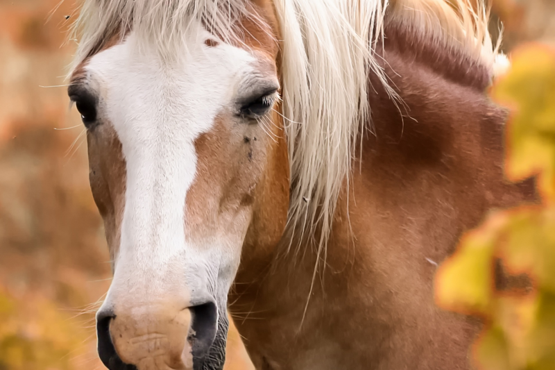Avocat pour rédiger un contrat de valorisation d’un cheval en France