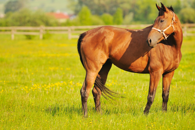 Avocat pour mieux comprendre la responsabilité d’un vétérinaire lors de la vente d’un cheval en Normandie