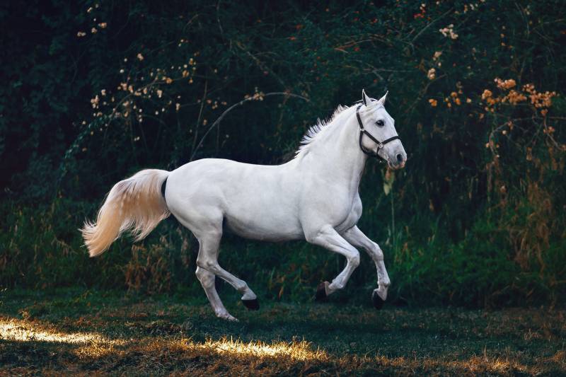 Quel est le prix d'un avocat en droit des chevaux pour annuler une vente à Deauville ?