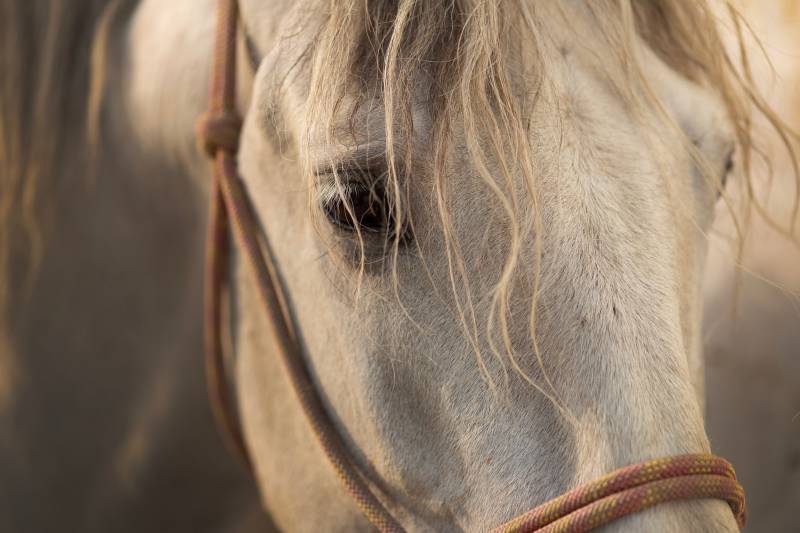 Avocat pour rédaction de contrat de vente de chevaux de sport près d'Avignon (PACA)