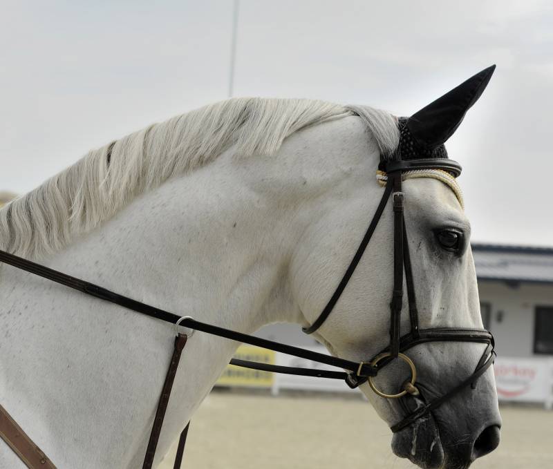 Qui contacter pour annuler la vente d’un cheval à Deauville ?