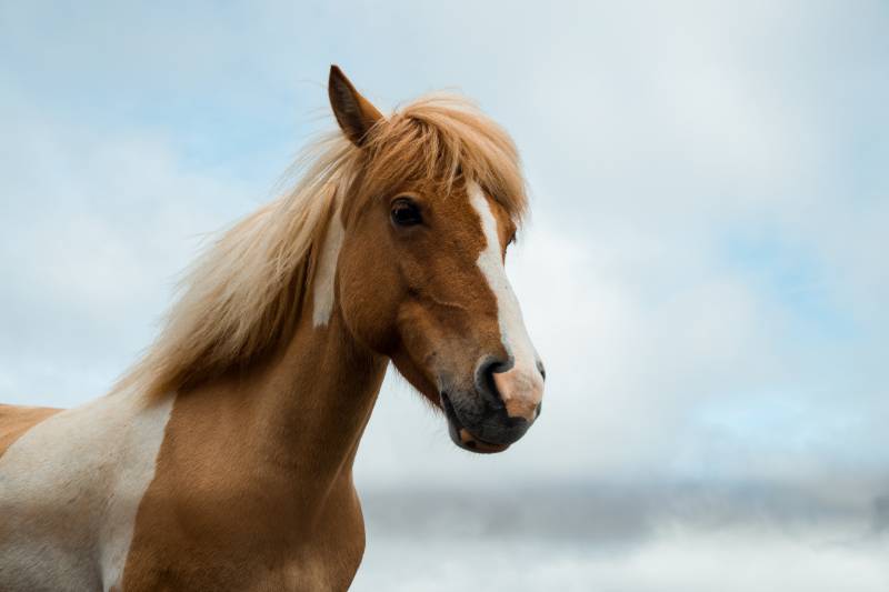 Comment rédiger un contrat de vente d'un cheval de course à Deauville ?